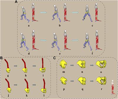 Lumbar and pelvis movement comparison between cross-court and long-line topspin forehand in table tennis: based on musculoskeletal model